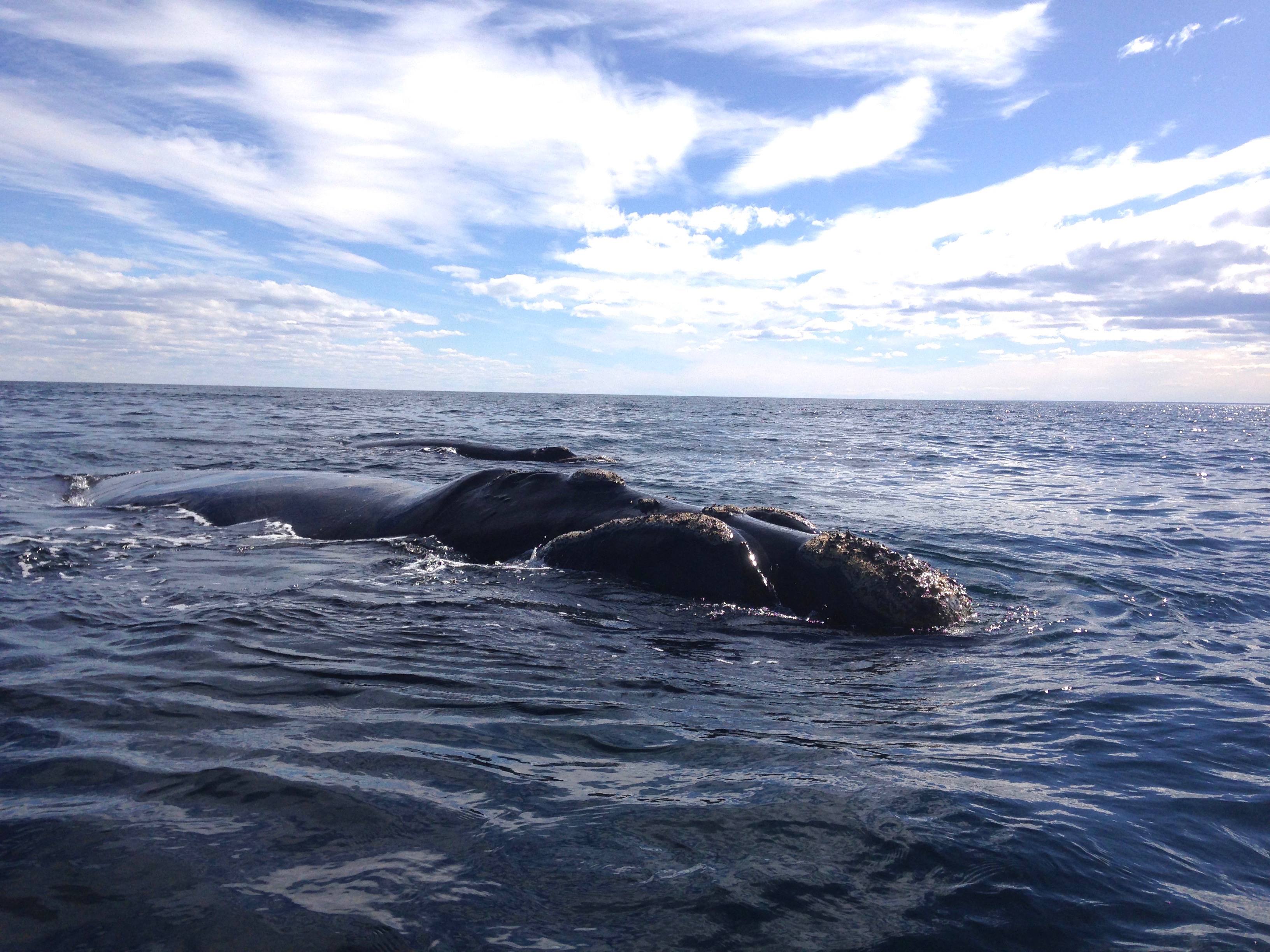 Baleine franche australe